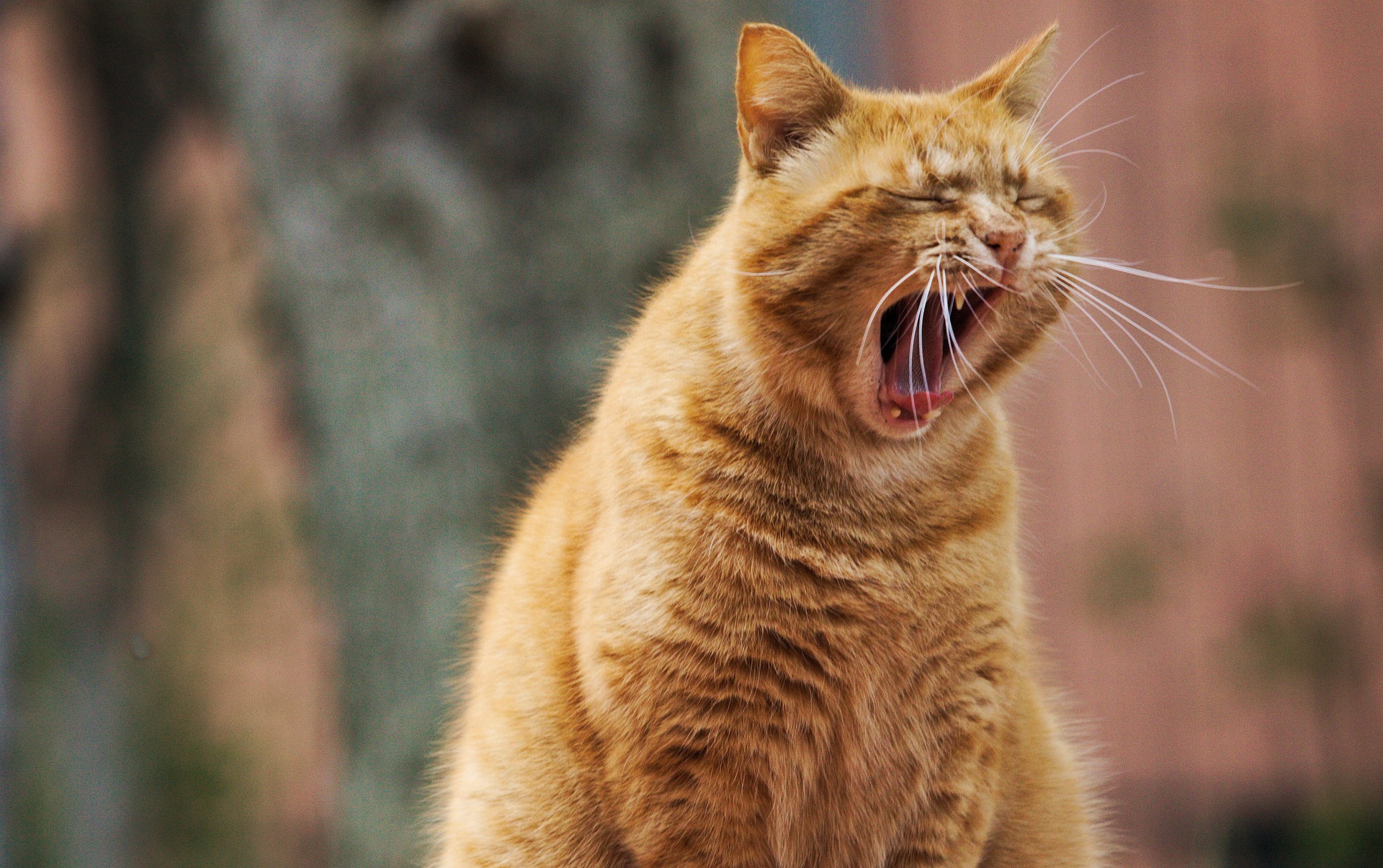 cat yawning